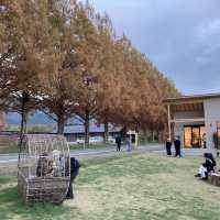 滋賀県　メタセコイア並木道