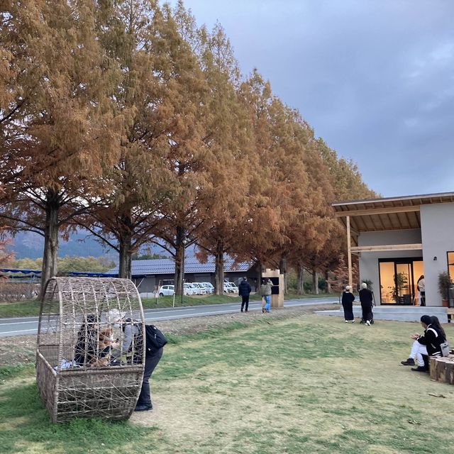滋賀県　メタセコイア並木道