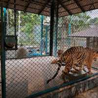 布吉島🐯樂園