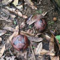 RAFFLESIA FLOWER KG PORING SABAH 