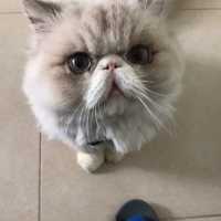 貓🐱兒子 親子爬山遊🥰🥰
