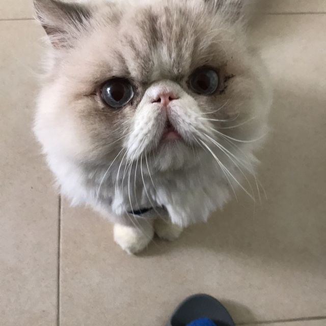 貓🐱兒子 親子爬山遊🥰🥰