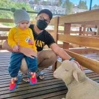 New Sheep Sanctuary at Cameron Highlands