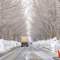 冬の北海道大学の並木