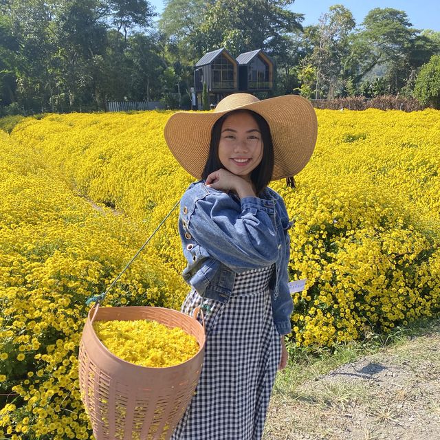 ชมสวนดอกเก๊กฮวยและ จิบน้ำเก็กฮวยสดๆถึงสวนฟรี