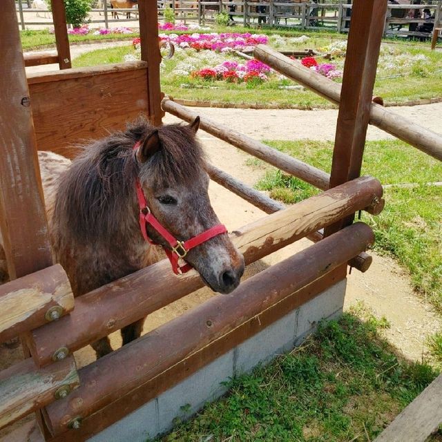 ふれあいのくに　ポニー給餌体験