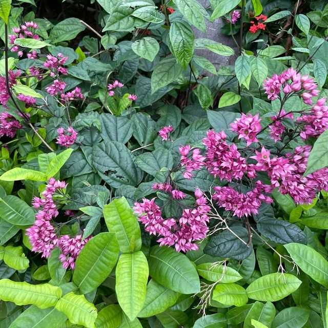 賞花的好地方-荃灣公園