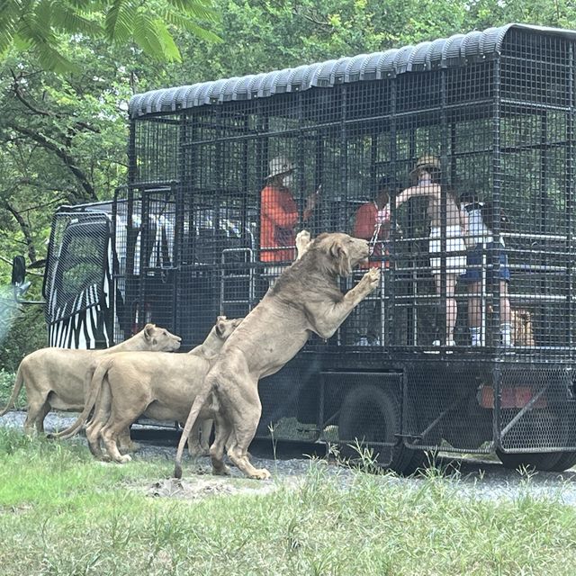 bangkok safari park - animals uncaged