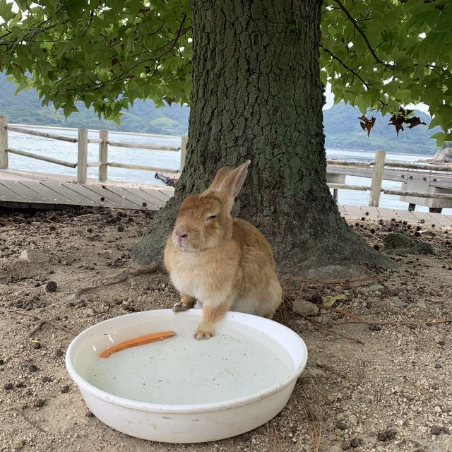 【広島】大久野島にはうさぎがいっぱい🐇🐇