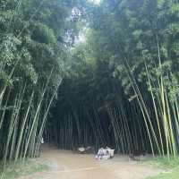 Juknokwon bamboo forest in Autumn