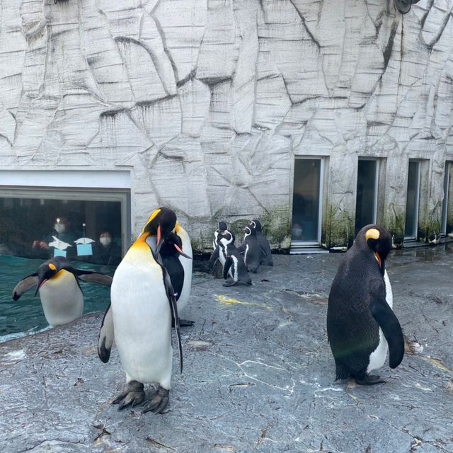 【北海道:旭山】日本最北の動物園を堪能！