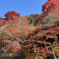 紅葉季看最美犬山市寂光院