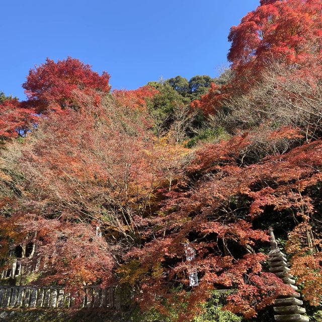 紅葉季看最美犬山市寂光院
