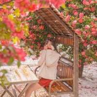 🌺제주에서 동백이 보고싶다면 꼭 추천하는곳! [제주, 동백포레스트]❄️