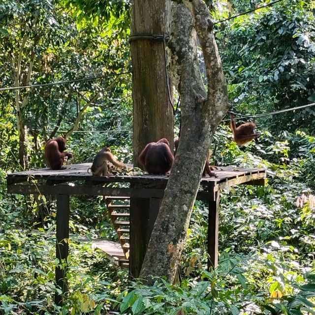 Orang Utan Sepilok