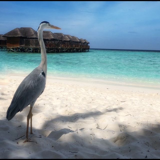 Gorgeous water in Maldives 🏝 