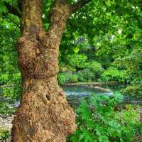 Beautiful Welsh Park
