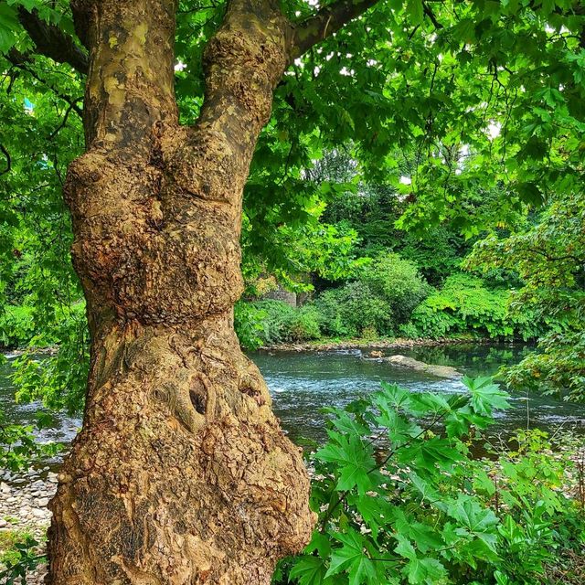 Beautiful Welsh Park