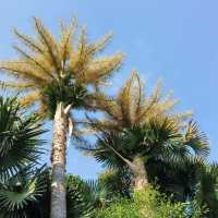 西雙版納：熱帶植物園