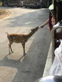 Chiang Mai's best place to take your kids for a walk 📣📣📣 Chiang Mai Night Safari