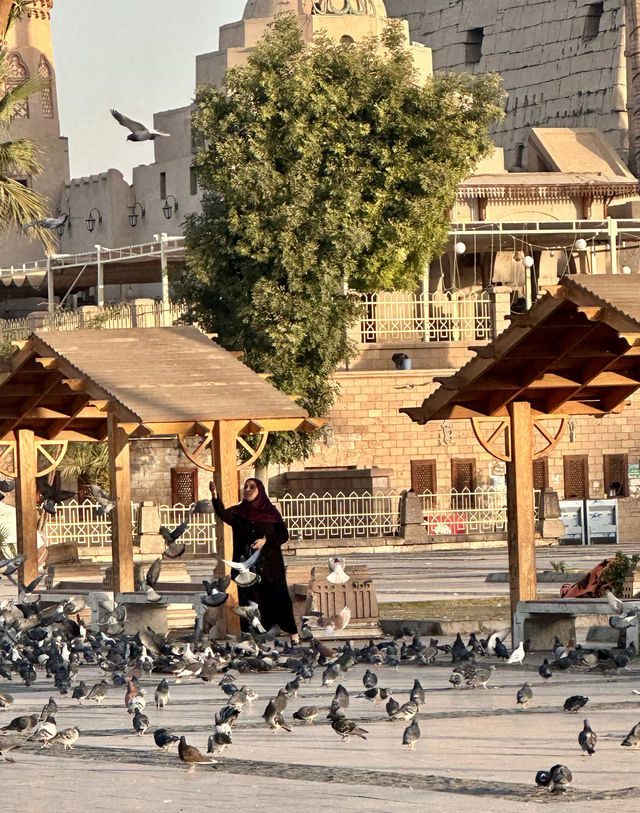 The charming morning of Luxor.