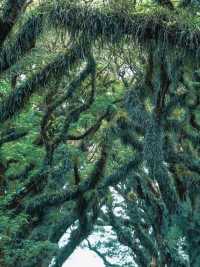 Went to Java and found the real-life "Lord of the Rings" forest.