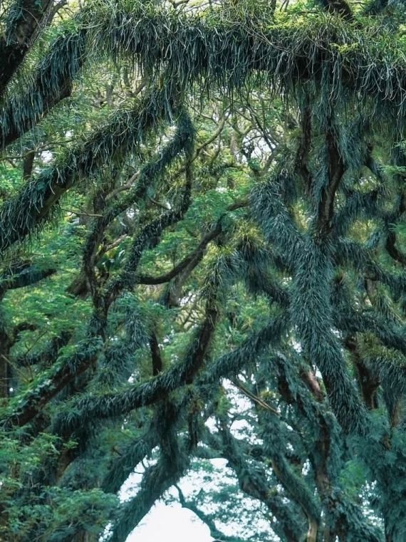 Went to Java and found the real-life "Lord of the Rings" forest.