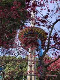 Sun Moon Lake + Formosan Aboriginal Culture Village + cable car + cherry blossoms