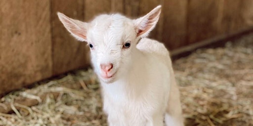 Goat Yoga Nashville- Spring Has Sprung | Goat Yoga Nashville