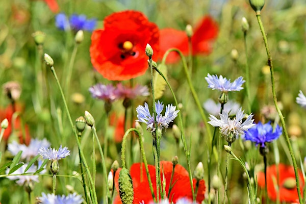 Wildflowers of Wolseley at The Wolseley Centre | The Wolseley Centre