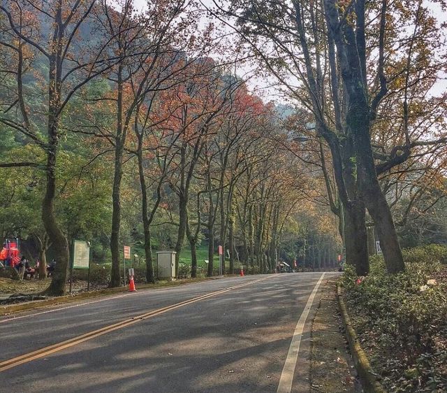 【2025台灣楓葉季】桃園人氣賞楓景點推介：石門水庫、拉拉山 | 桃園