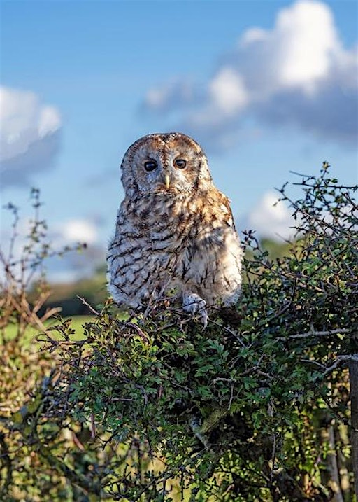 Interactive Owl Talk and Demonstration | Attenborough Nature Reserve - Parking at ANC