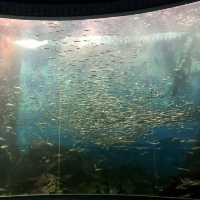 【石川】ジンベイザメにあえる「のとじま水族館」