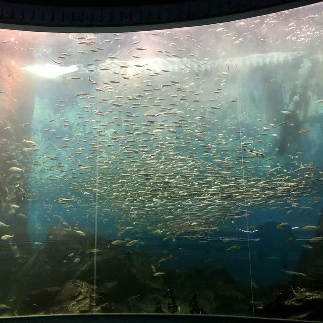 【石川】ジンベイザメにあえる「のとじま水族館」