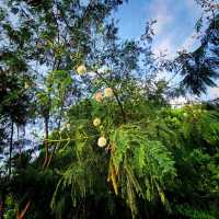 浪漫日落打咭位