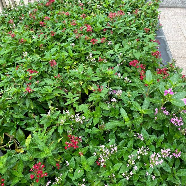 土瓜灣的花花世界