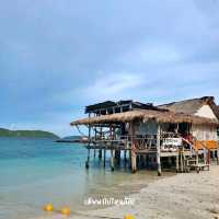 เกาะไข่ใน เกาะแมว สวรรค์ของเหล่าทาสแมว
