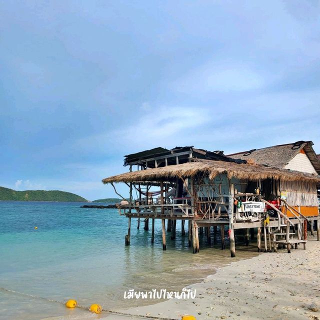 เกาะไข่ใน เกาะแมว สวรรค์ของเหล่าทาสแมว