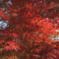 長瀞の紅葉ちょー綺麗！是非行ってみてください