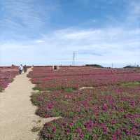 愛知県！花畑が素晴らしい花ひろば