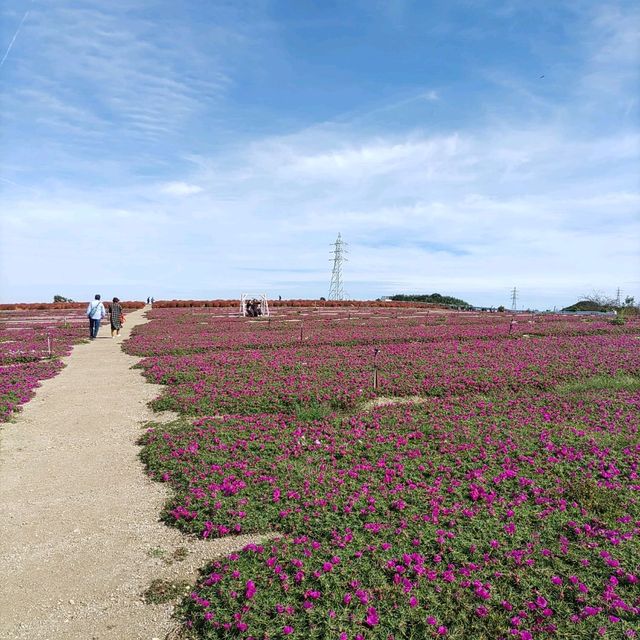 愛知県！花畑が素晴らしい花ひろば