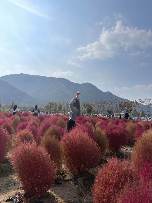 [경남/양산]양산에 붉게물든 댑싸리❣️