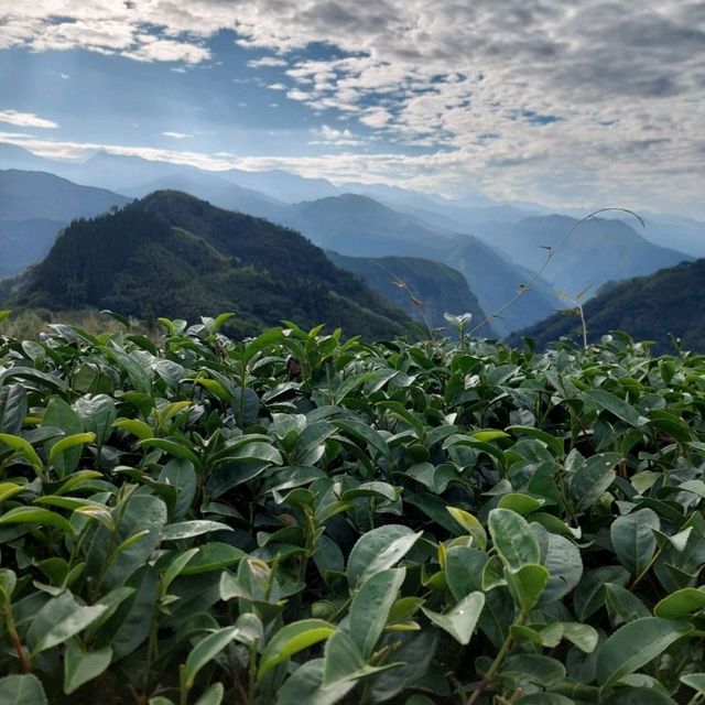 出差的小確幸-阿里山公路