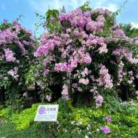 泰山區蒜香花爆炸開把握花期賞花