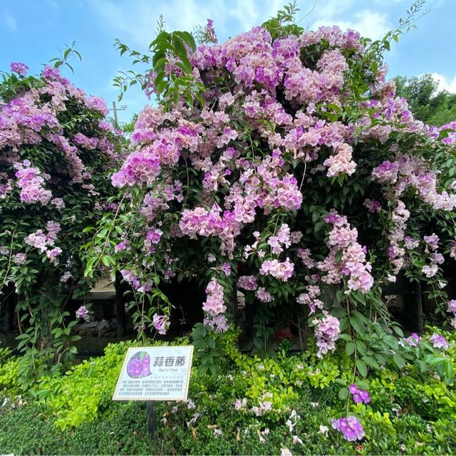 泰山區蒜香花爆炸開把握花期賞花