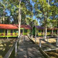 Stay near to forest, Eat near to River