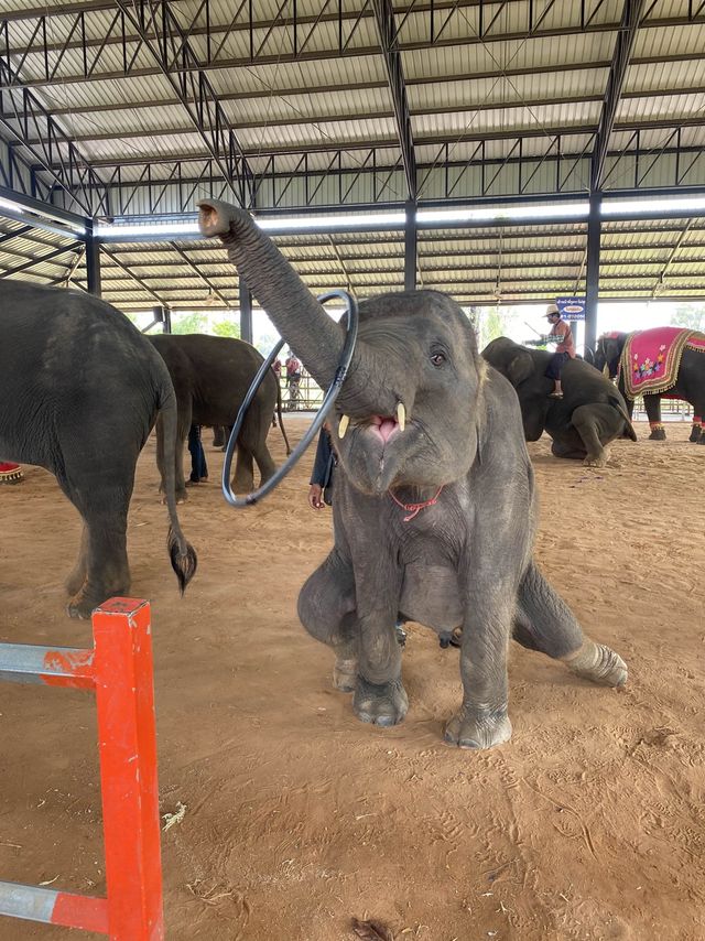 โลกของช้าง 🐘 สุรินทร์ซิตี้