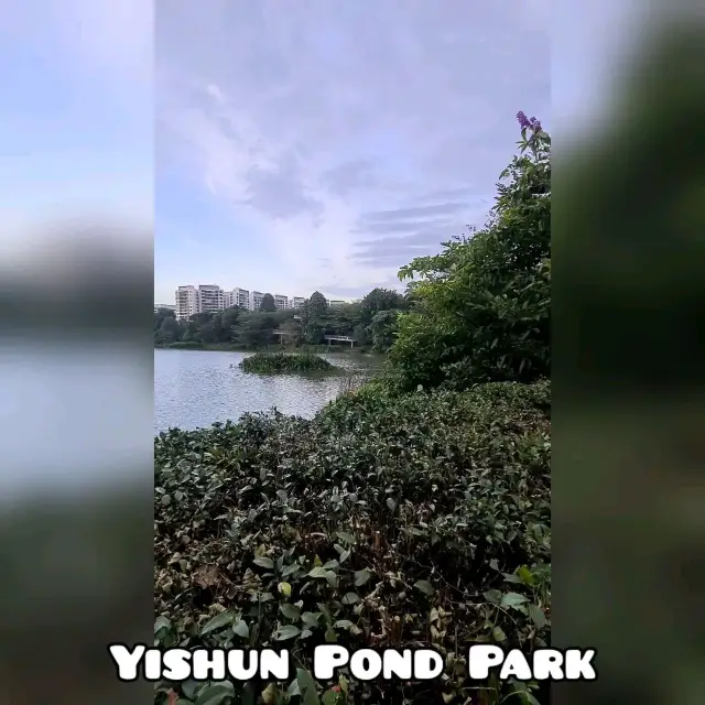 Big pond in Yishun