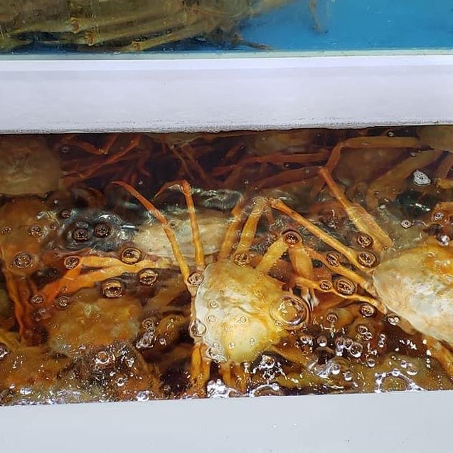韓國松葉蟹豪華套餐 ｜啖啖肉 ｜ 超新鮮
