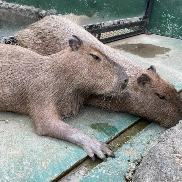 ノースサファリ札幌